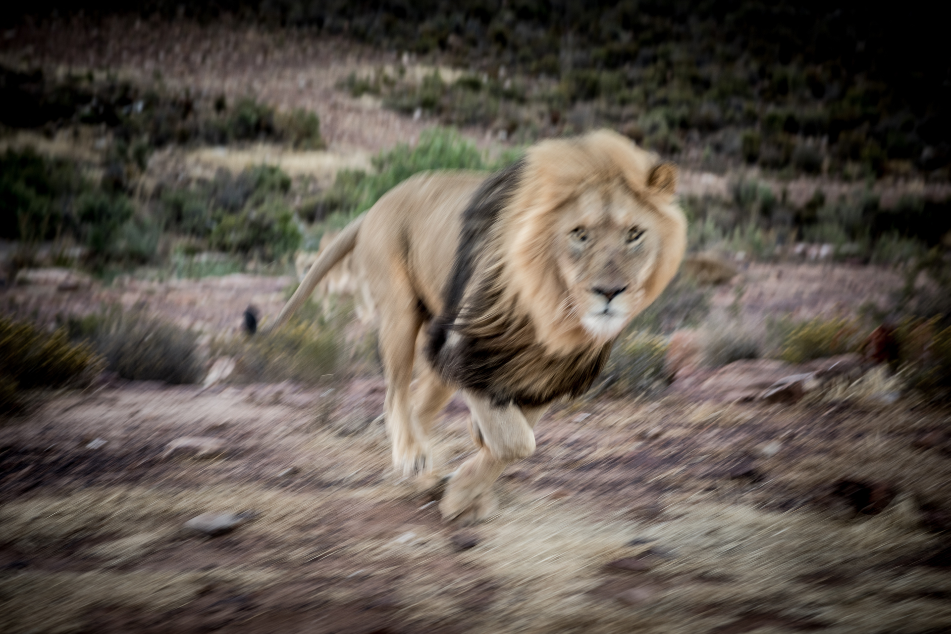 Male Lion in Pursuit