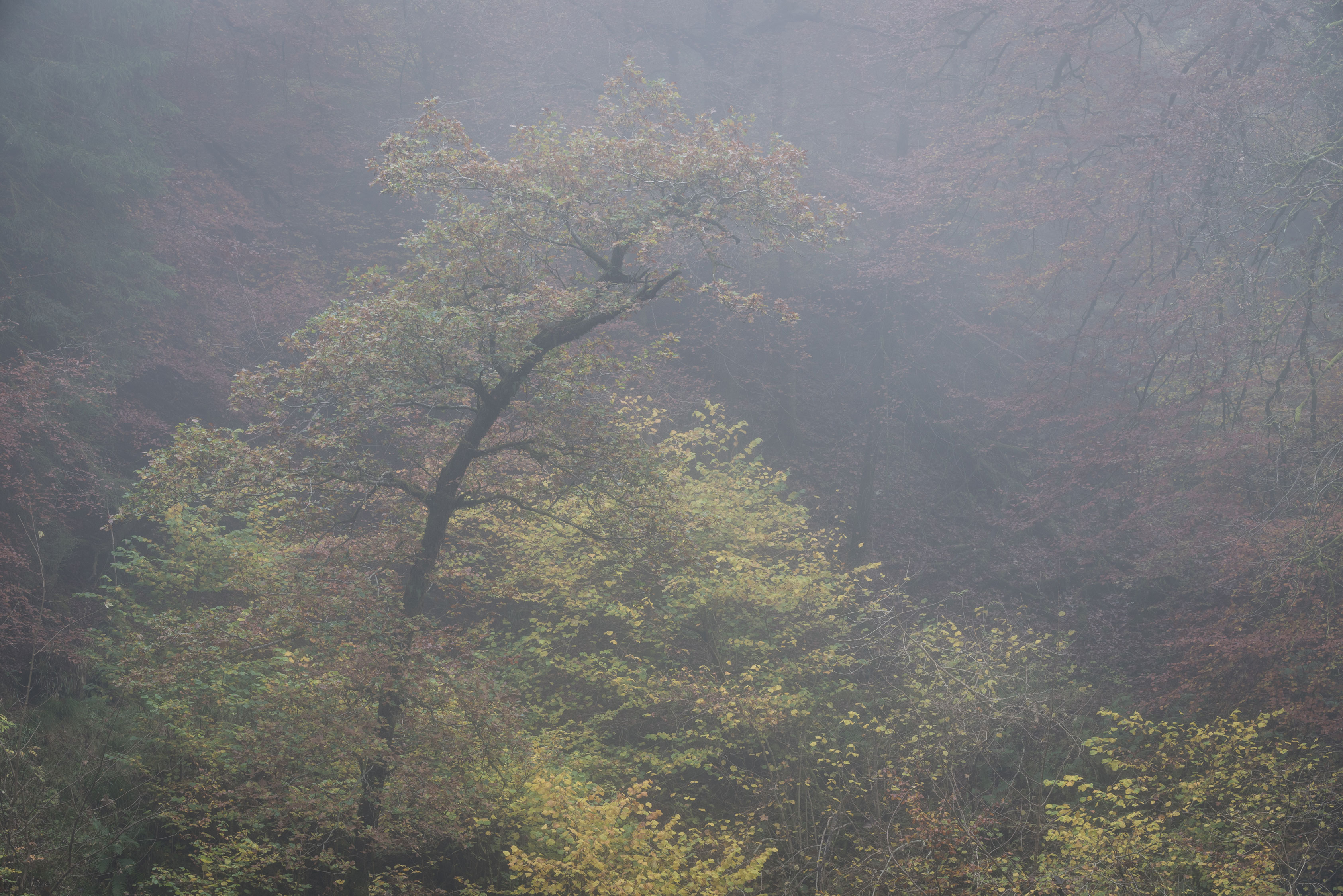 The-Hermitage---Perthshire-8103726