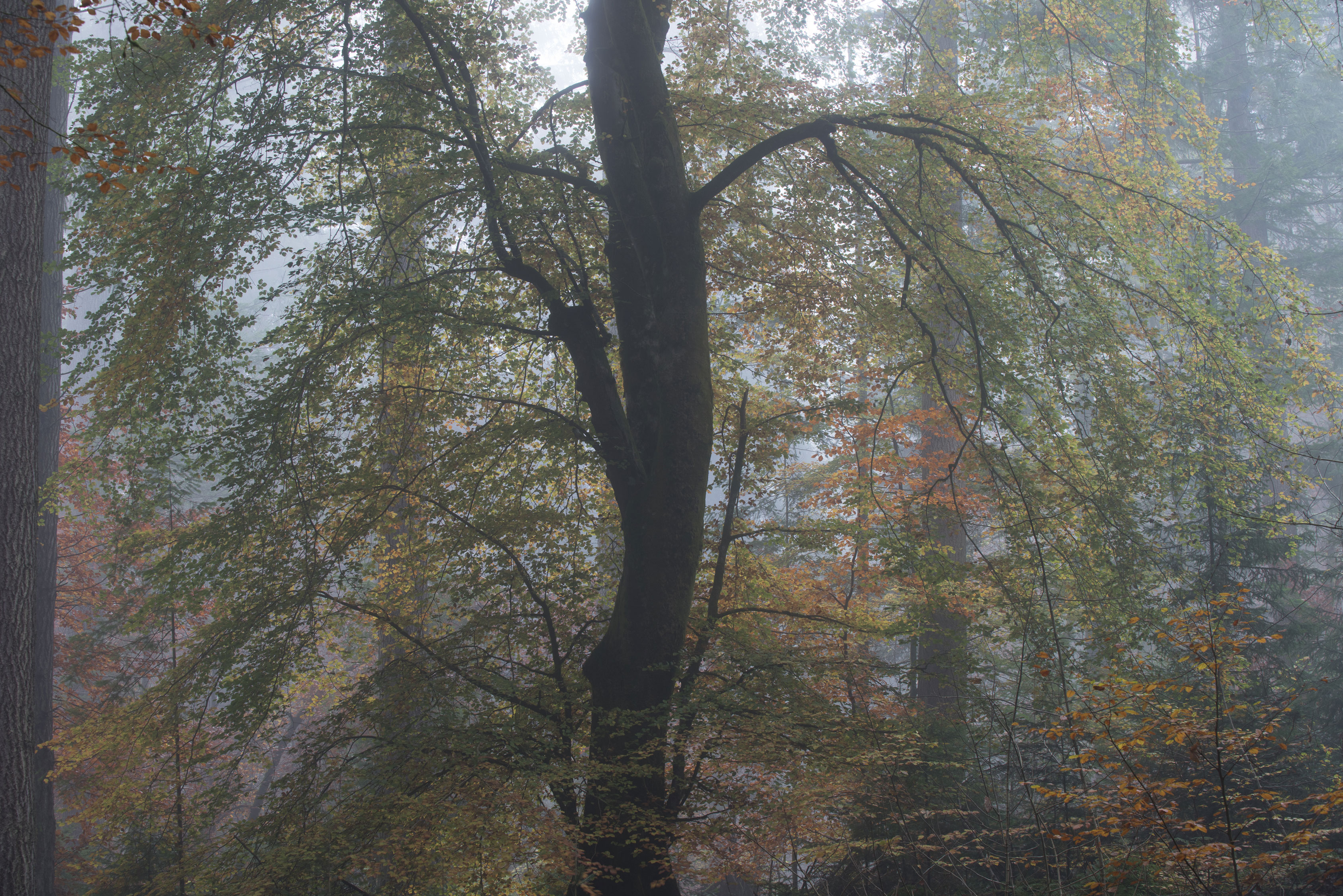 The-Hermitage---Perthshire-8103745