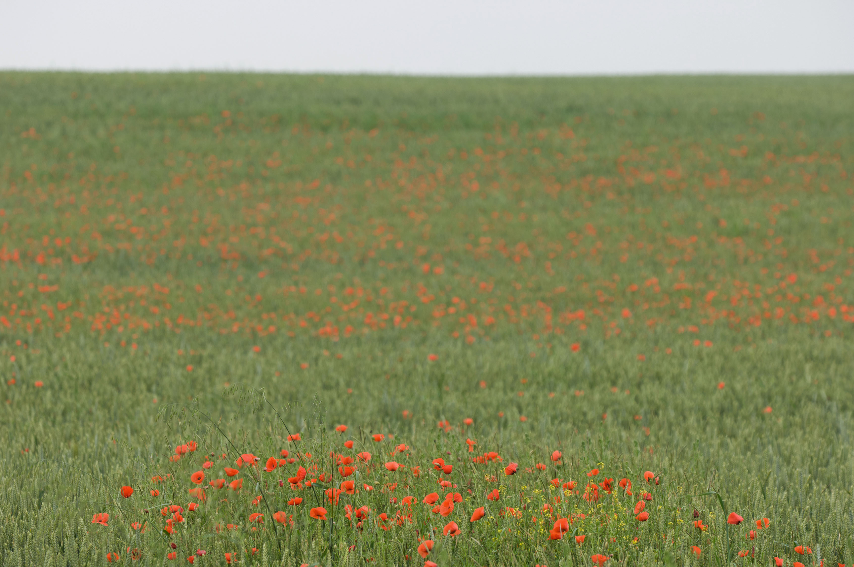 The Somme-CCP6282